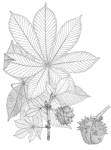  Aesculus hippocastanum